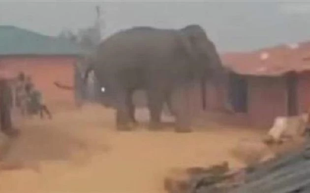 Ελέφαντας ποδοπάτησε μέχρι θανάτου μουσουλμάνους – Ανάμεσά τους και ένα παιδί (βίντεο)